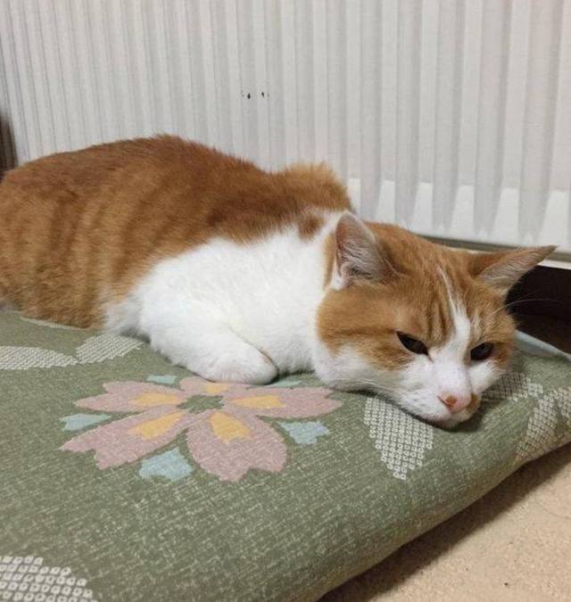 猫咪跟宠主闹别扭离家出走，没走几分钟它又回来了，让人笑喷