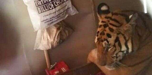 洪水退后回家见床上躺了只大猫，揉揉眼再看：妈啊，真的是大猫