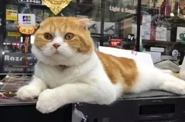 橘猫向小白猫示好, 无意间闻到白猫的屁股, 下一秒橘猫的表情亮了