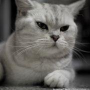 如果猫也有国家，它们会有哪些法律呢？