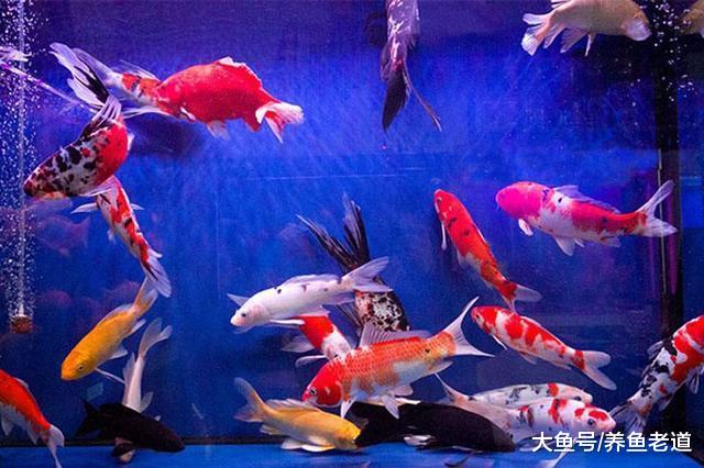 饲养观赏鱼如果我们这么来操作，那还会感觉到很累吗？