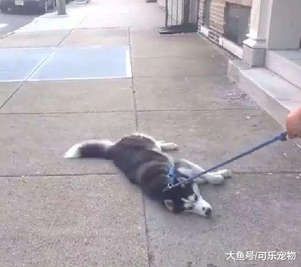网友家的二哈会拖地，只不过是二哈趴地上被拖着走，二哈：干净吧