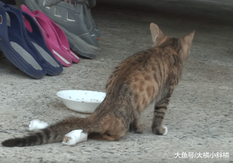 野猫双腿断裂拒绝狗狗靠近，狗狗每日默默守护一旁，真被它暖到了