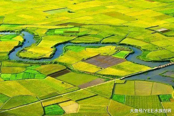 正在消失野生黃鱔，美味又強身健體，但再也不是以前的樣子