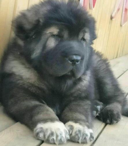 千萬不要給高加索犬食用的食物——海鮮