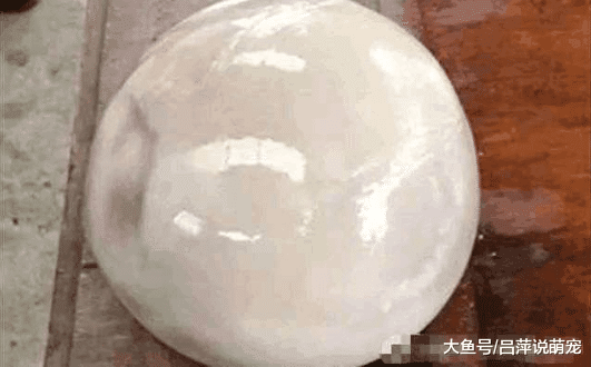 男子家发生了一件怪事，母猪竟然生了一个圆球，专家鉴定后傻了眼