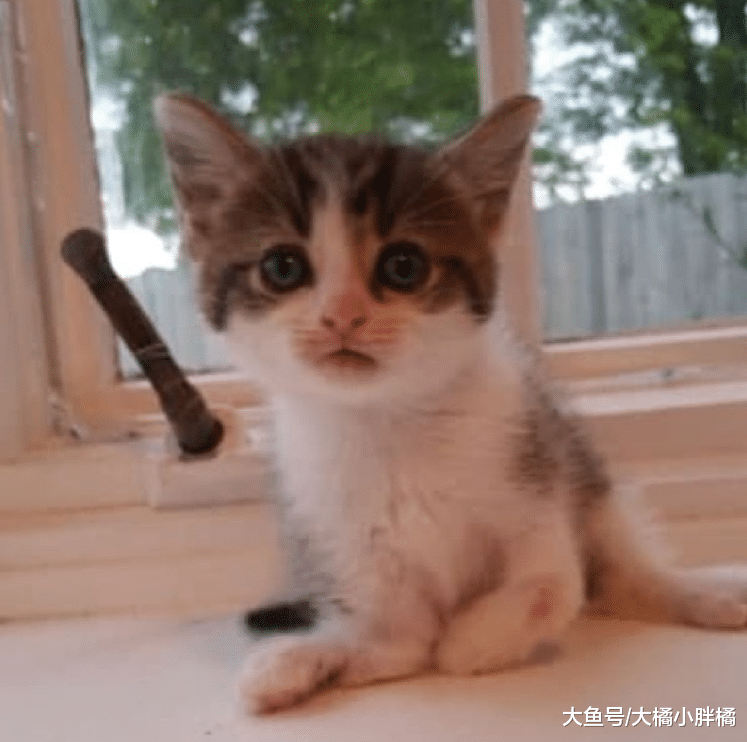 流浪小猫前脚弯曲不能走路，母猫不离不弃，却让小伙动了恻隐之心