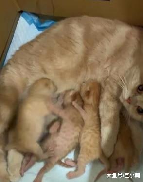 小奶猫刚出生三天就和兄弟打架，被主人制止后，还偷偷地多补一拳