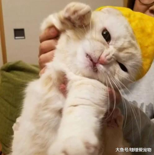 铲屎官为自家猫咪拍照，猫咪好像不喜欢这身装扮，连表情都在拒绝