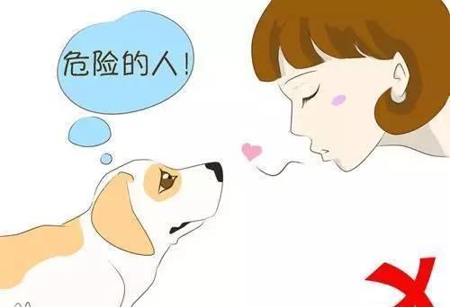 见到狗狗时, 人们常做这5件事, 难怪会被咬!
