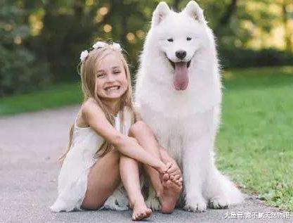 狗狗带给你的这些东西，不是用钱来衡量的