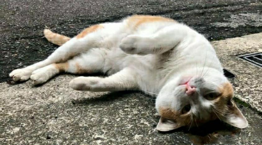 铲屎官很苦恼！回家就被三只胖猫围着，没吃的就进不了门