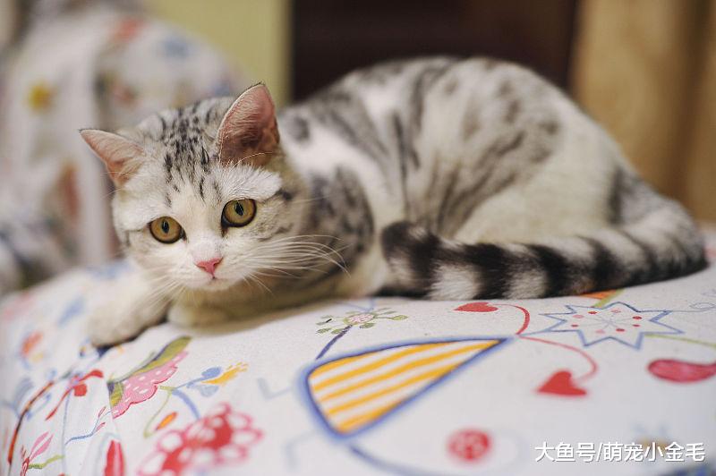 萌宠：英短在生活中最需要注意的几个小缺点