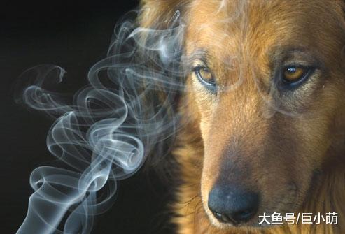 二手烟的危害不仅仅是对人，对狗也有影响，看看你家有无中招