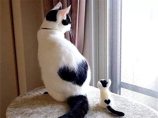 猫咪521向情侣告白，两只大橘相遇后，背上花纹结合竟是一枚爱心