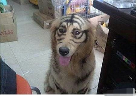 主人出门把儿子和金毛留在家里，回来后却不淡定了