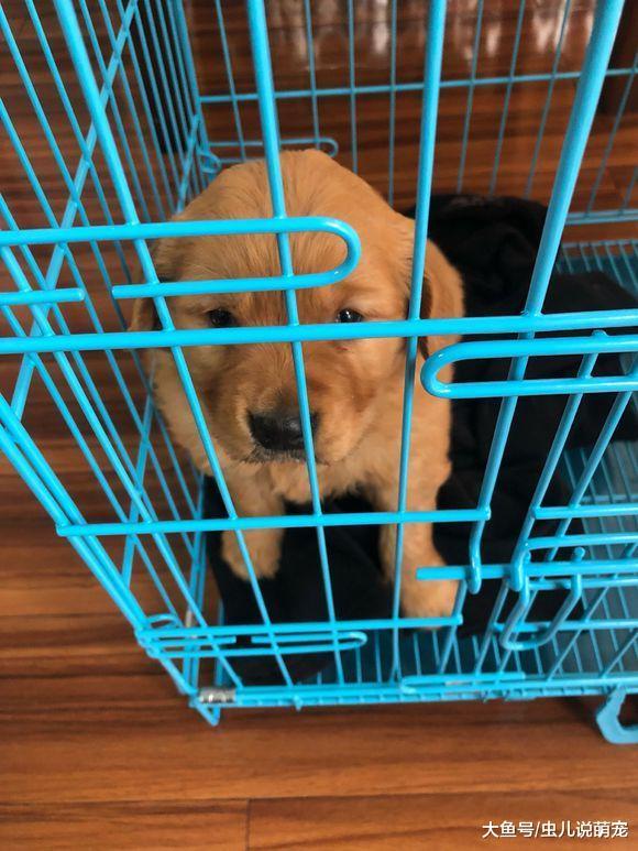 網友剛剛把金毛給接回來，它膽子很小，一直在籠子里不出來