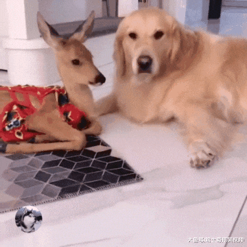 金毛救了只小鹿，过着“没羞没臊”的生活，主人都要羡慕了