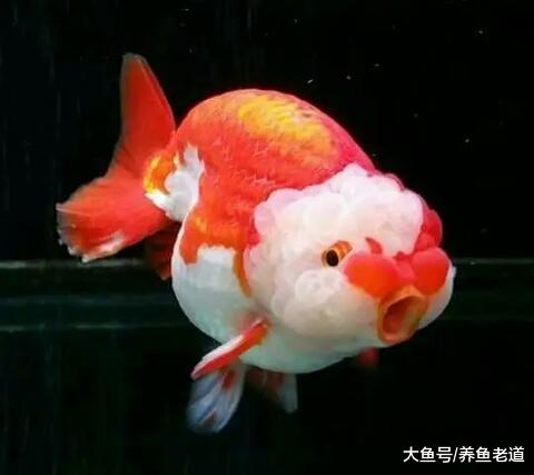 金鱼的四大常见疾病我们如何治疗为好，详细讲解治疗步骤