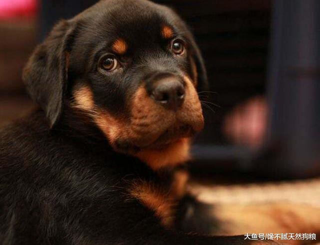 飼養羅威納犬，記住這“5不要”，一生受益！
