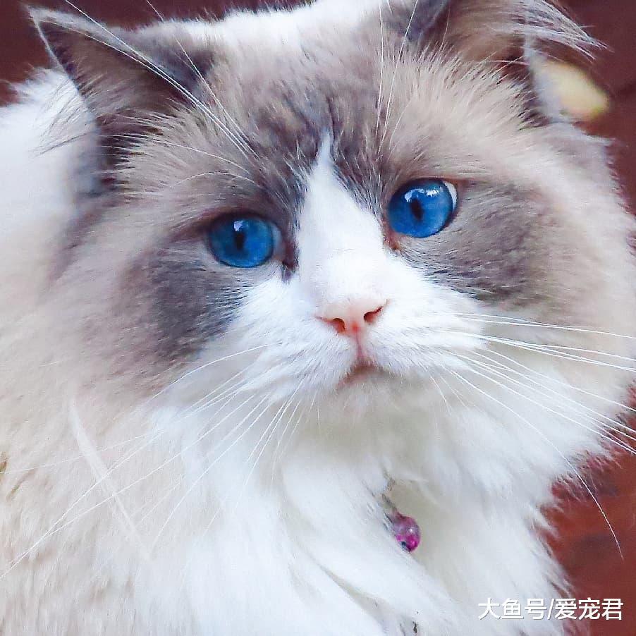 有時候貓咪在嗅一些東西后，會露出夸張的表情，它們是在做鬼臉嗎