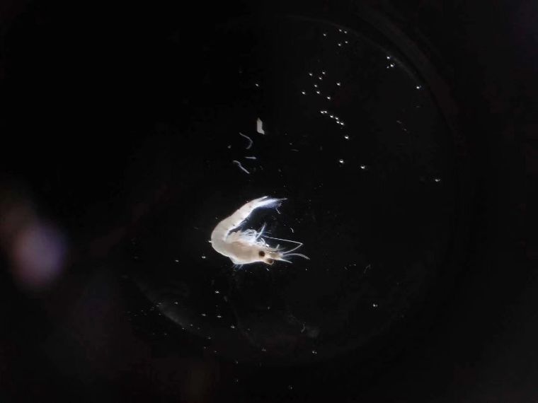 珊瑚的食物成了研究对象！糠虾难道要翻身做主人了吗？