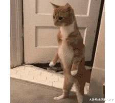 主人買了炸彈浴球，剛一放進去，貓的表情亮了！