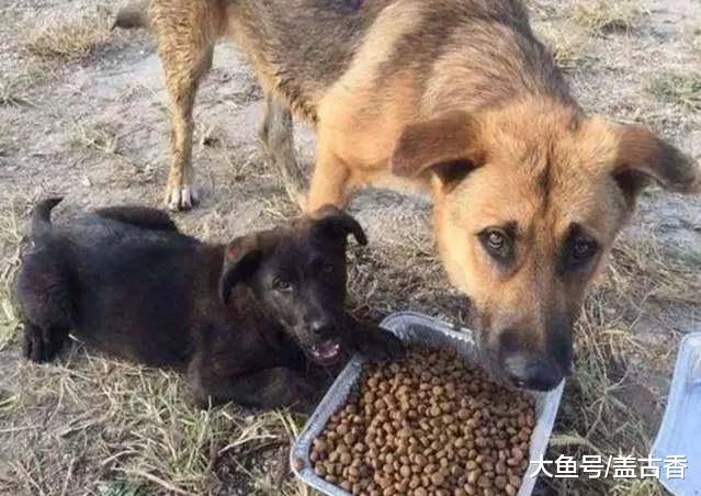 流浪狗被好心人领养后，生活发生翻天覆地的变化，对比照让人动容