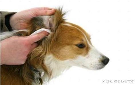 辟謠！狗狗身上有異味洗澡就行了？首先得判斷味道哪兒來的