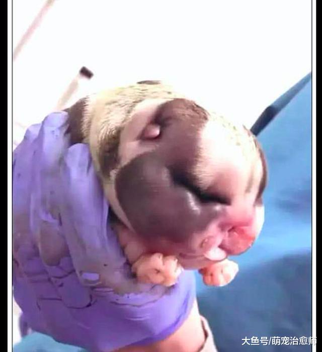 医生给哈士奇接生，主人看到刚出生的小狗有点懵：这是狗还是猪？