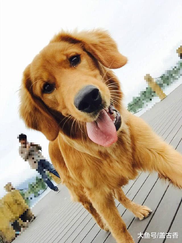 金毛每天不愿吃饭，带去医院检查却说很健康，原来是去“傍大款”了！