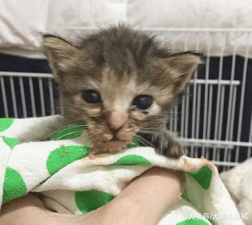 女孩捡到7只湿漉漉的小猫，免费养大后送去新家，却回扣了2只猫