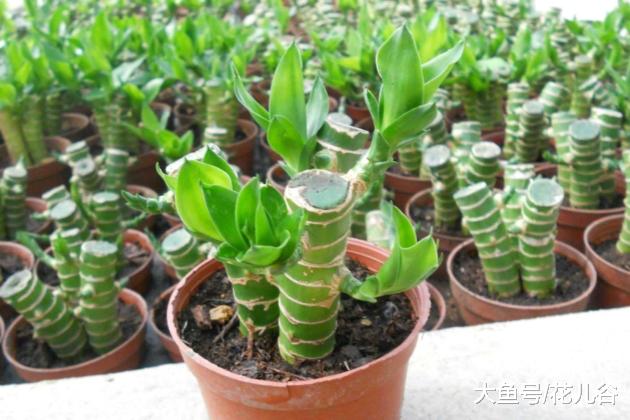 富贵竹放在家里什么位置好？对比一下就知道！