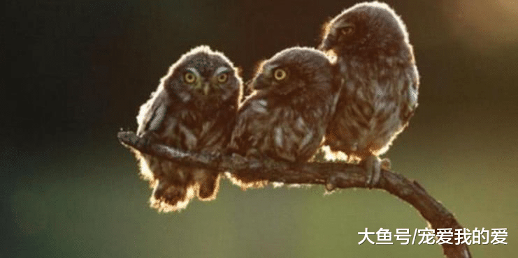 猫头鹰们在树上依偎取暖，画面温馨暖到爆，下一幕却让人哭笑不得