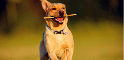 它是世界第一軍犬，立功無數，去世的時候渾身掛滿了獎章和軍銜