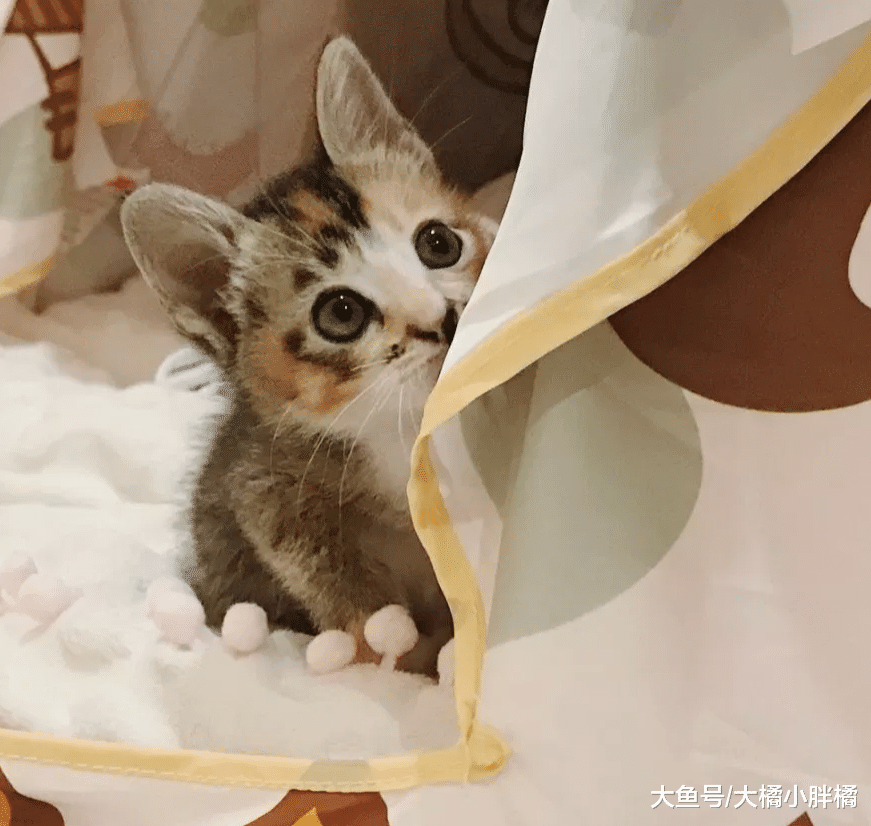 3只流浪狗围堵流浪猫，把小猫甩在一边，小猫被救后却爱上了喝茶