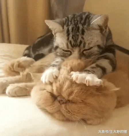 可爱又通人性的“明星加菲猫”，为什么很多人想养却又不敢养？