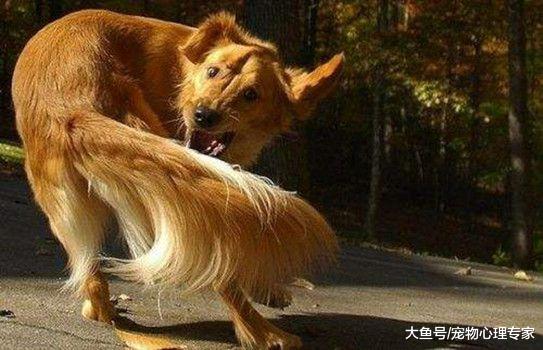 辟谣！狗狗追着尾巴咬是在玩耍？看上去很蠢的动作，其原因很复杂