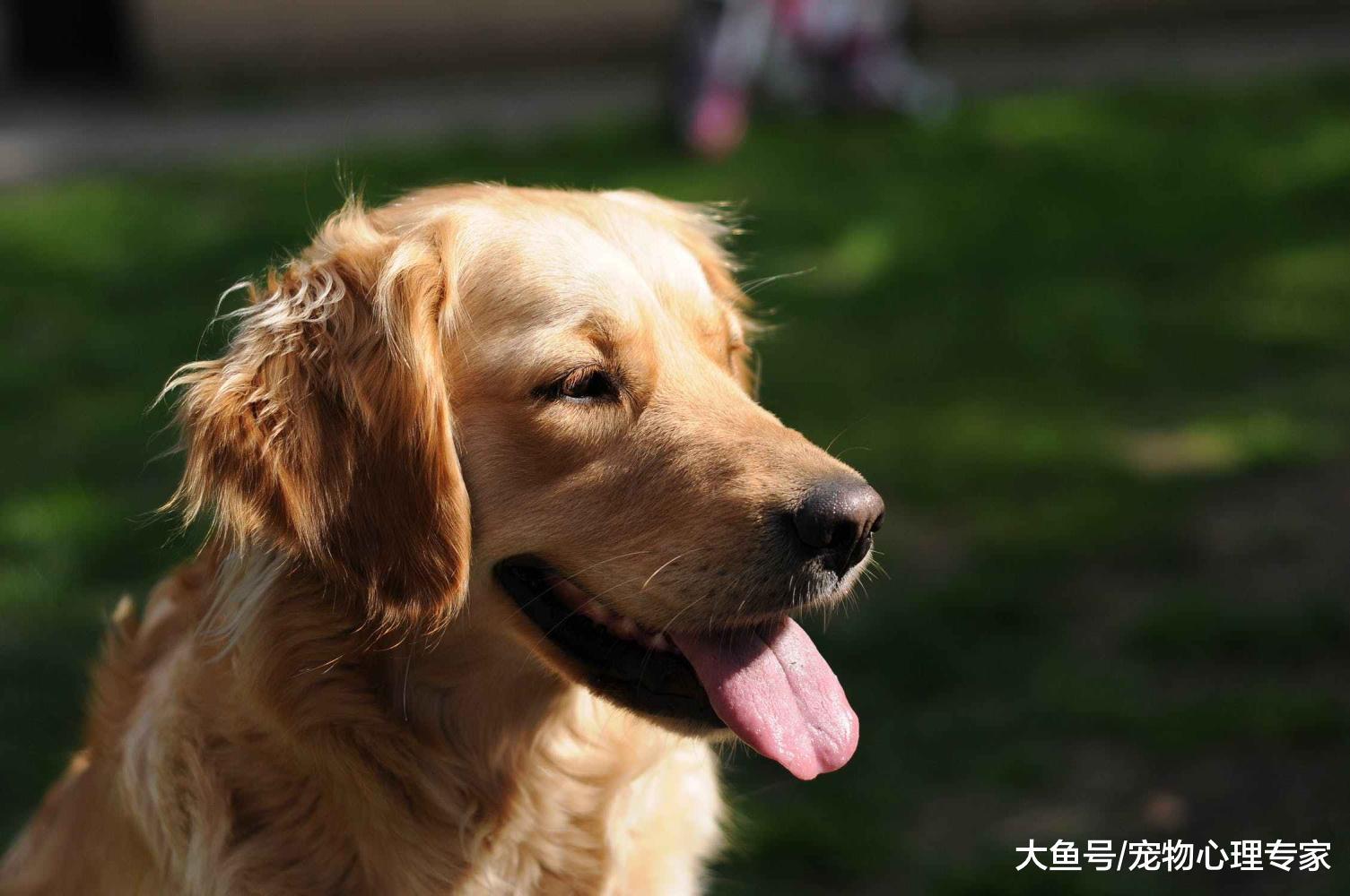 辟谣！狗狗生病了能吃人用药物治疗？随意滥用人药可能变“毒药”