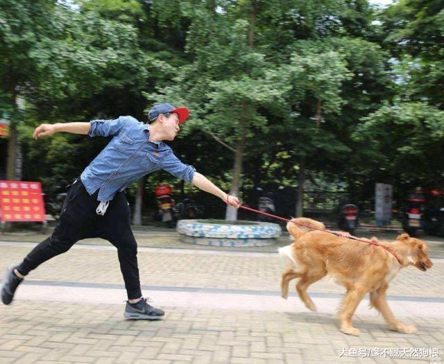 狗遛人怎么办？这5招，帮你轻松解决