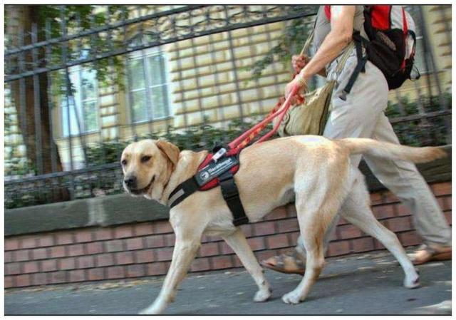 狗狗这么胖，怎么想都是基因的错！暴食基因让拉布拉多变拉不拉猪