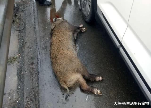 野豬沖向高速，女司機不減速直接將其撞死，交警卻說撞的好！