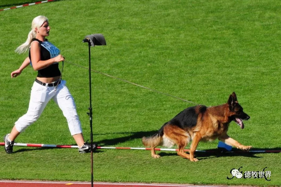 德牧传奇 狼王VA1威嘎斯VA1 Vegas du Haut Mansard