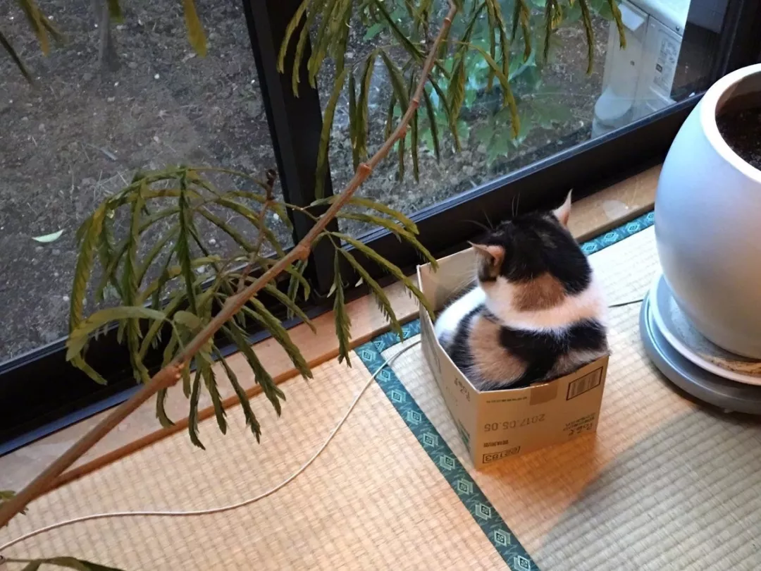 橘猫大摇大摆躺在车顶，对车主一屑不顾，还霸占车子打了大哈欠