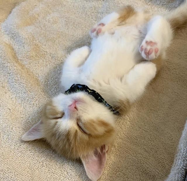 网友们怎么也想不明白，一只小猫的睡姿如此奇怪，莫非是成精了？
