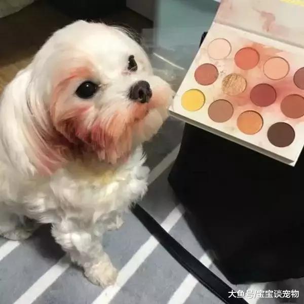 化了妆的猫，就像化了妆的女人一样不可信！