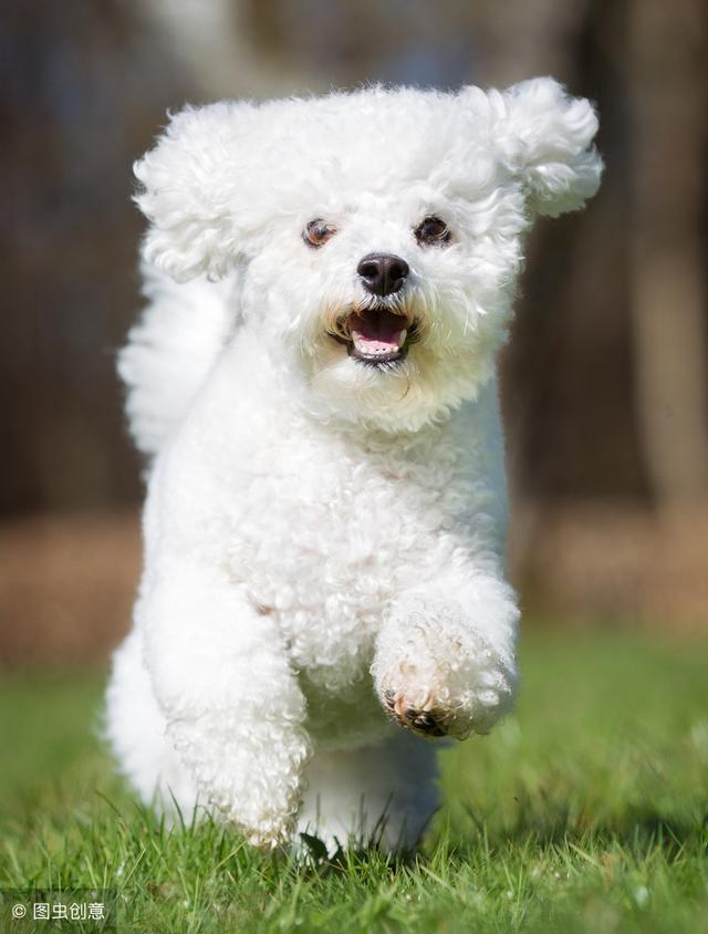 比熊犬害怕主人做這5件事，最后一件，對比熊來說最殘忍！
