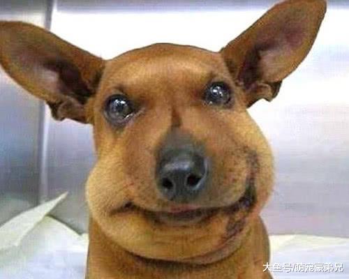 看到朋友家的狗狗很特别，询问其品种时，说的话让我哭笑不得