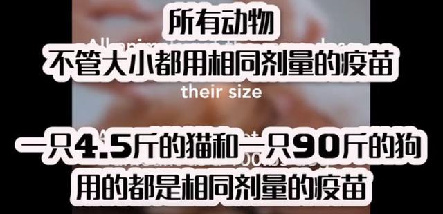 美国兽医试点小型犬只打一半剂量疫苗，居然同样也能预防细小犬瘟