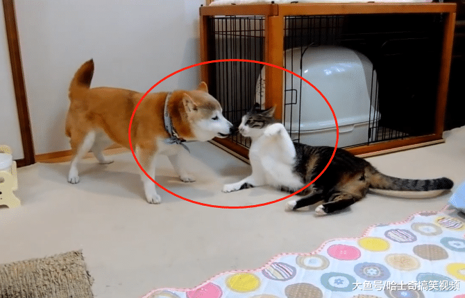 主人养了只猫，家里的“管家婆”却不同意，当了十几年管家了